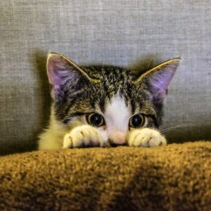 Katze als Haustier