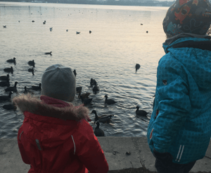 Warum man Enten nicht mit Brot füttern sollte